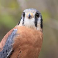 Aero, male American Kestrel at Schlitz Audubon