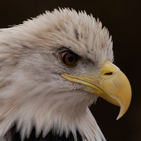 Glory, male Bald Eagle at Schlitz Audubon