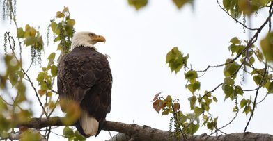 Beacons of Conservation Schlitz Audubon