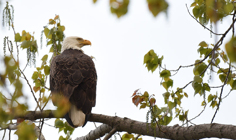 Beacons of Conservation Schlitz Audubon