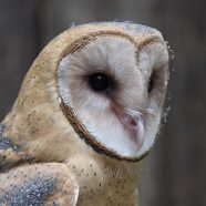 Athena, female Barn Owl at Schlitz Audubon