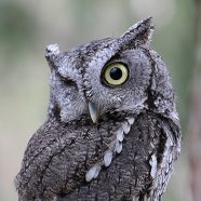 Baron von Screech, Eastern Screech Owl at Schlitz Audubon