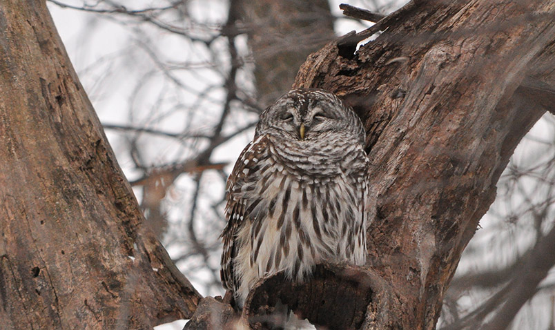 Beacons of Conservation, Schlitz Audubon