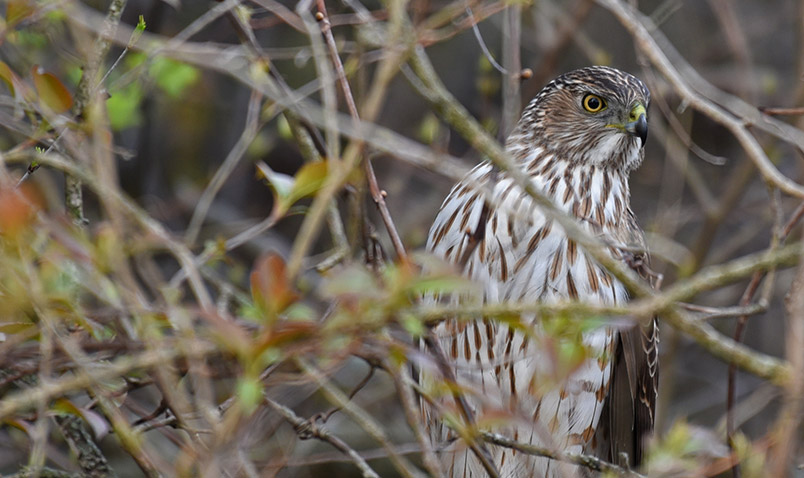 Raptors are Beacons of Wisconsin Conservation | Schlitz Audubon