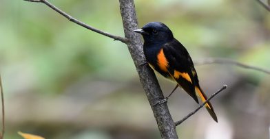 An American Redstart resting in a tree at Schlitz Audubon