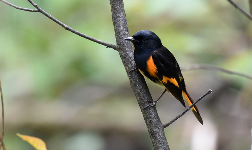 An American Redstart resting in a tree at Schlitz Audubon