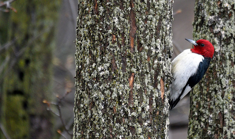 Birds of Greatest Conservation Need