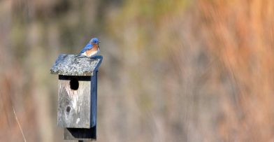 Citizen Science Schlitz Audubon