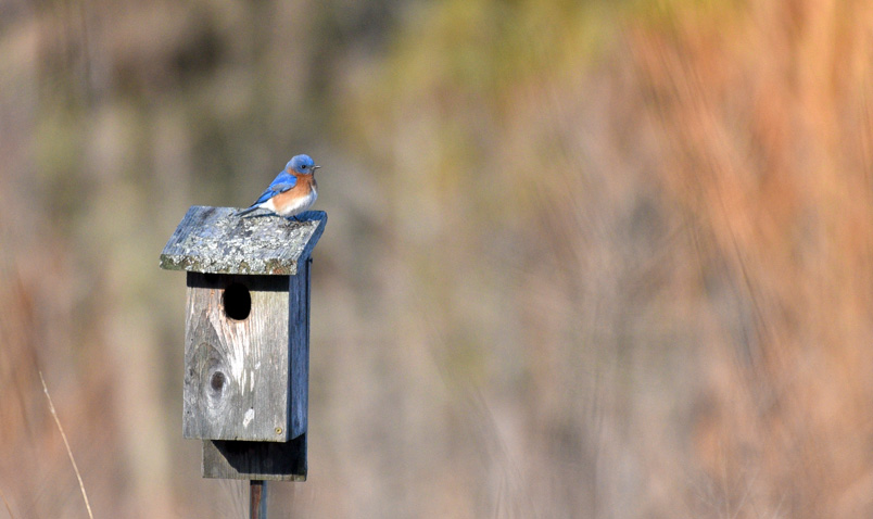 Citizen Science Schlitz Audubon