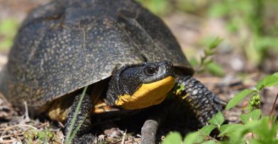 Conservation Blandings Turtle