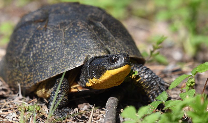 Conservation Blandings Turtle