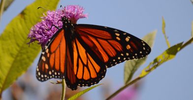 Conservation in Your Yard