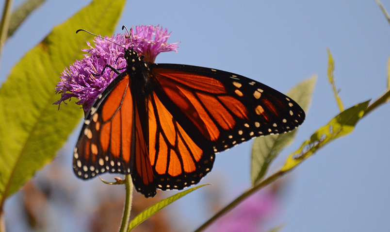 Conservation in Your Yard