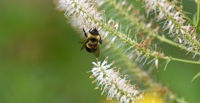 Conservation Values & Management Plan Schlitz Audubon
