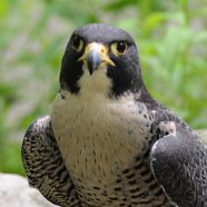 Cutright, Peregrine Falcon at Schlitz Audubon