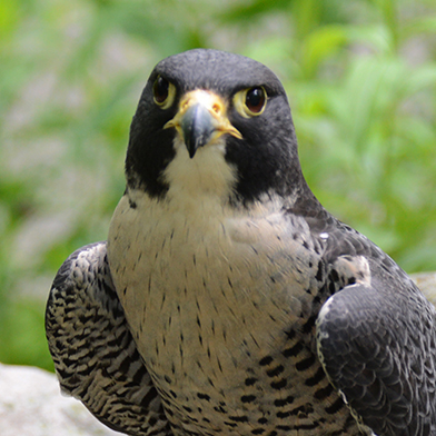 Cutright, Peregrine Falcon at Schlitz Audubon