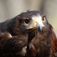 Cysco, Harris's Hawk at Schlitz Audubon