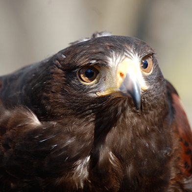 Cysco, Harris's Hawk at Schlitz Audubon