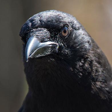Loki, American Crow at Schlitz Audubon