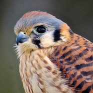 Malary, female American Kestrel at Schlitz Audubon