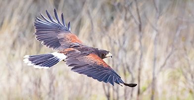 Cysco, Harris Hawk flying over prairie