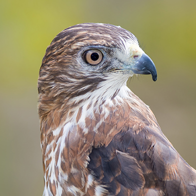 nicco-broad-winged-hawk-schlitz-audubon
