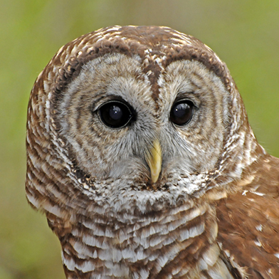 Orion, Barred Owl at Schlitz Audubon