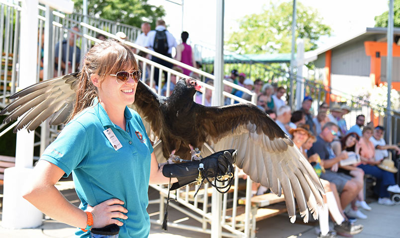 Raptor Program Schlitz Audubon