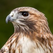 Skywalker, female Red-tailed Hawk, at Schlitz Audubon