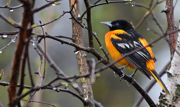 Spring Migration Baltimore Oriole