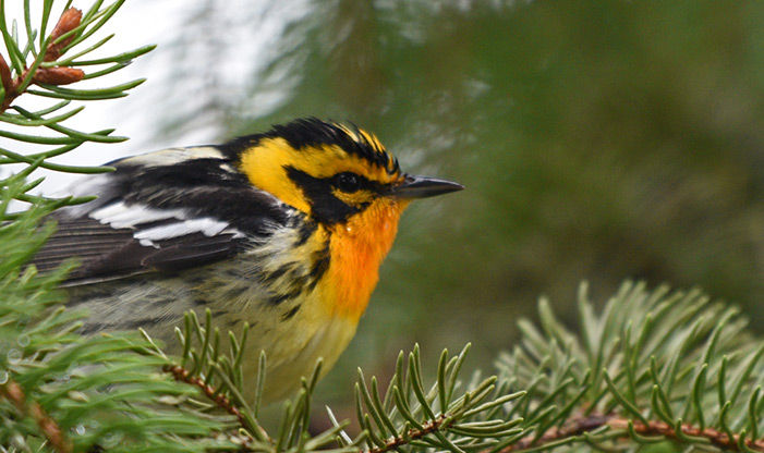 Spring Migration Blackburnian Warbler