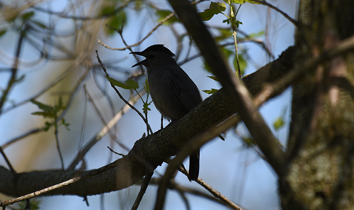Spring Migration Gray Catbird