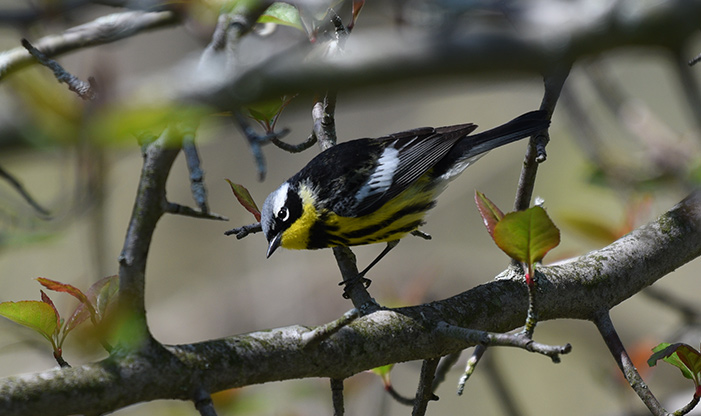 Spring Migration Magnolia Warbler