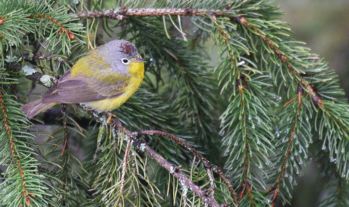 Spring Migration Nashville Warbler