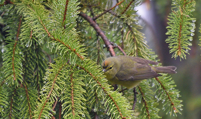 Spring Migration Orange-crowned Warbler