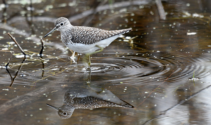 Spring Migration Solitary Sandpiper