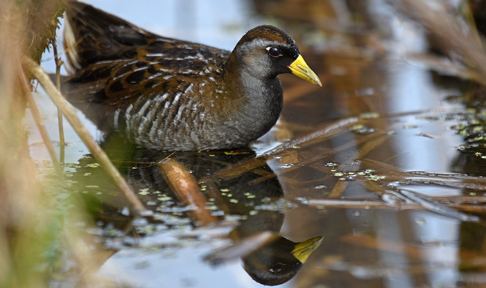 Spring Migration Sora Rail