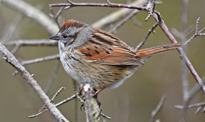 Spring Migration Swamp Sparrow