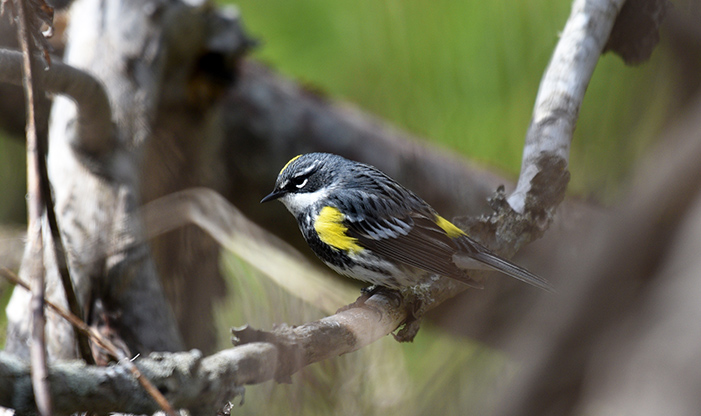 Spring Migration Yellow-rumped Warbler