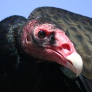 Tallulah, Turkey Vulture at Schlitz Audubon