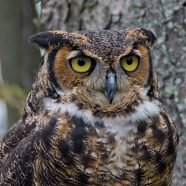 Tskili, Great Horned Owl at Schlitz Audubon