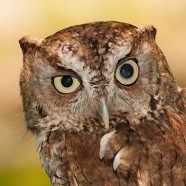 Tucker, Eastern Screech Owl at Schlitz Audubon