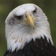 Valkyrie, female Bald Eagle at Schlitz Audubon