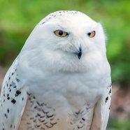 Wind Chill McCloud, Snowy Owl at Schlitz Audubon