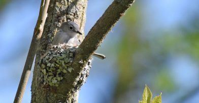 Blue-gray Gnatcatcher on a nest at Schlitz Audubon during breeding season.