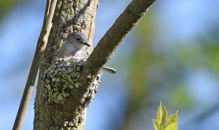 Blue-gray Gnatcatcher on a nest at Schlitz Audubon during breeding season.