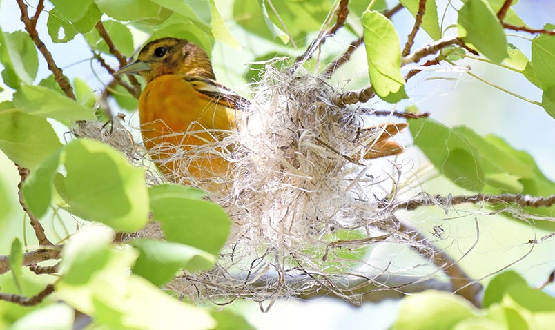 Female Baltimore Oriole working on weaving her nest.
