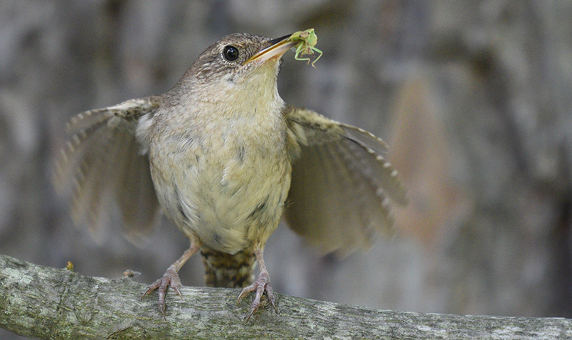 A House Wren catching an insect at Schlitz Audubon.