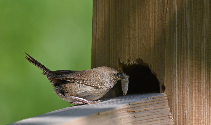 A House Wren at Schlitz Audubon, taking food into its nest to feed its young.