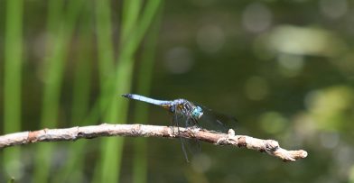 Schlitz Audubon Summer Seasonal Sightings